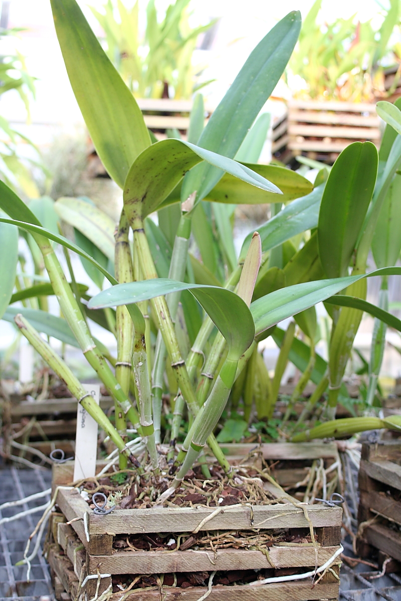 Killikus&reg; Fotographie